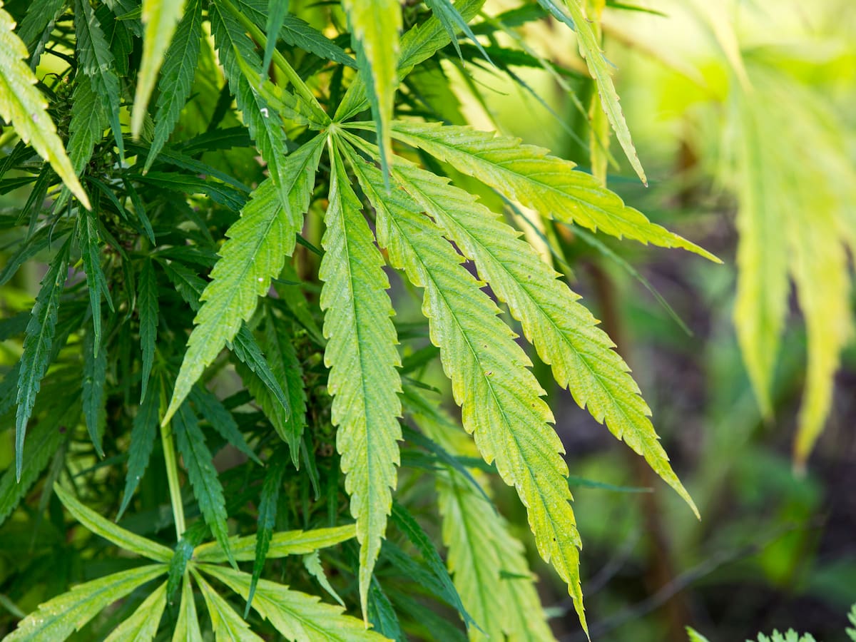 Estados Unidos facilita el acceso a la marihuana para uso medicinal