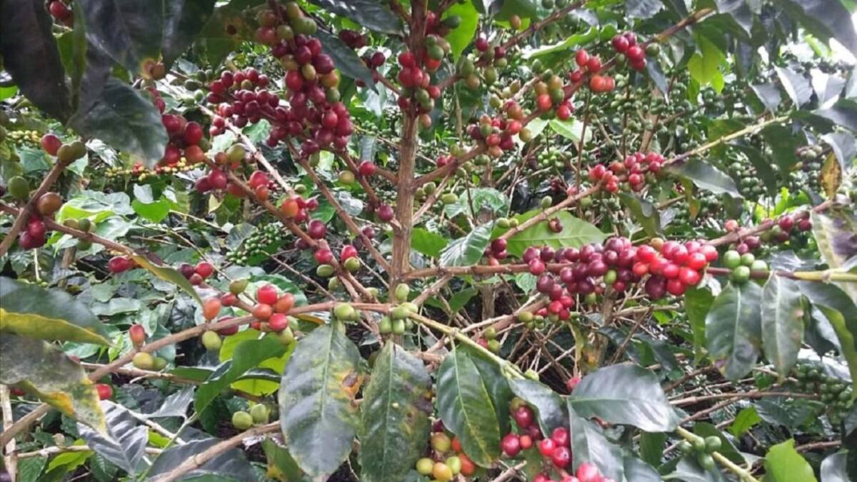 Concurso de cafés tostados Origen Manizales premia a los ganadores