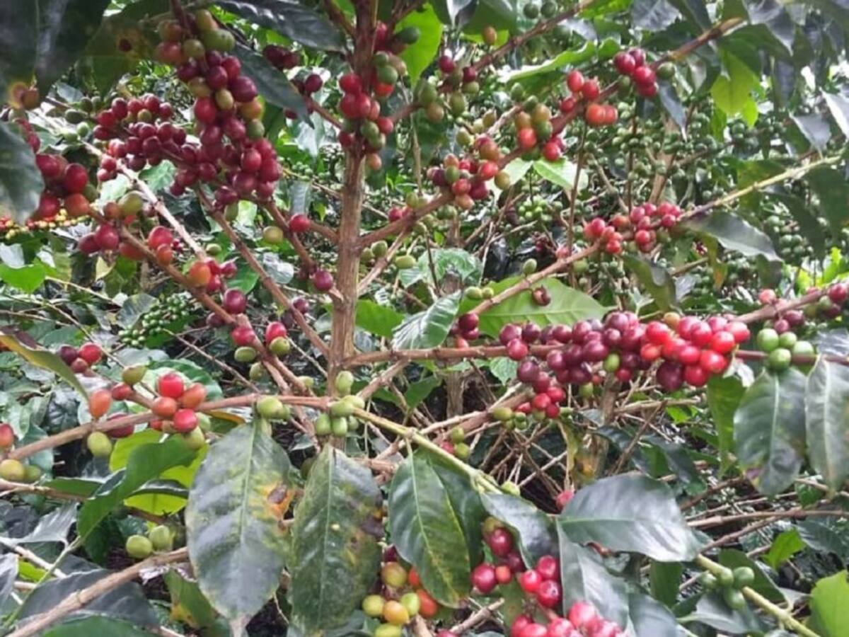 Concurso de cafés tostados Origen Manizales premia a los ganadores
