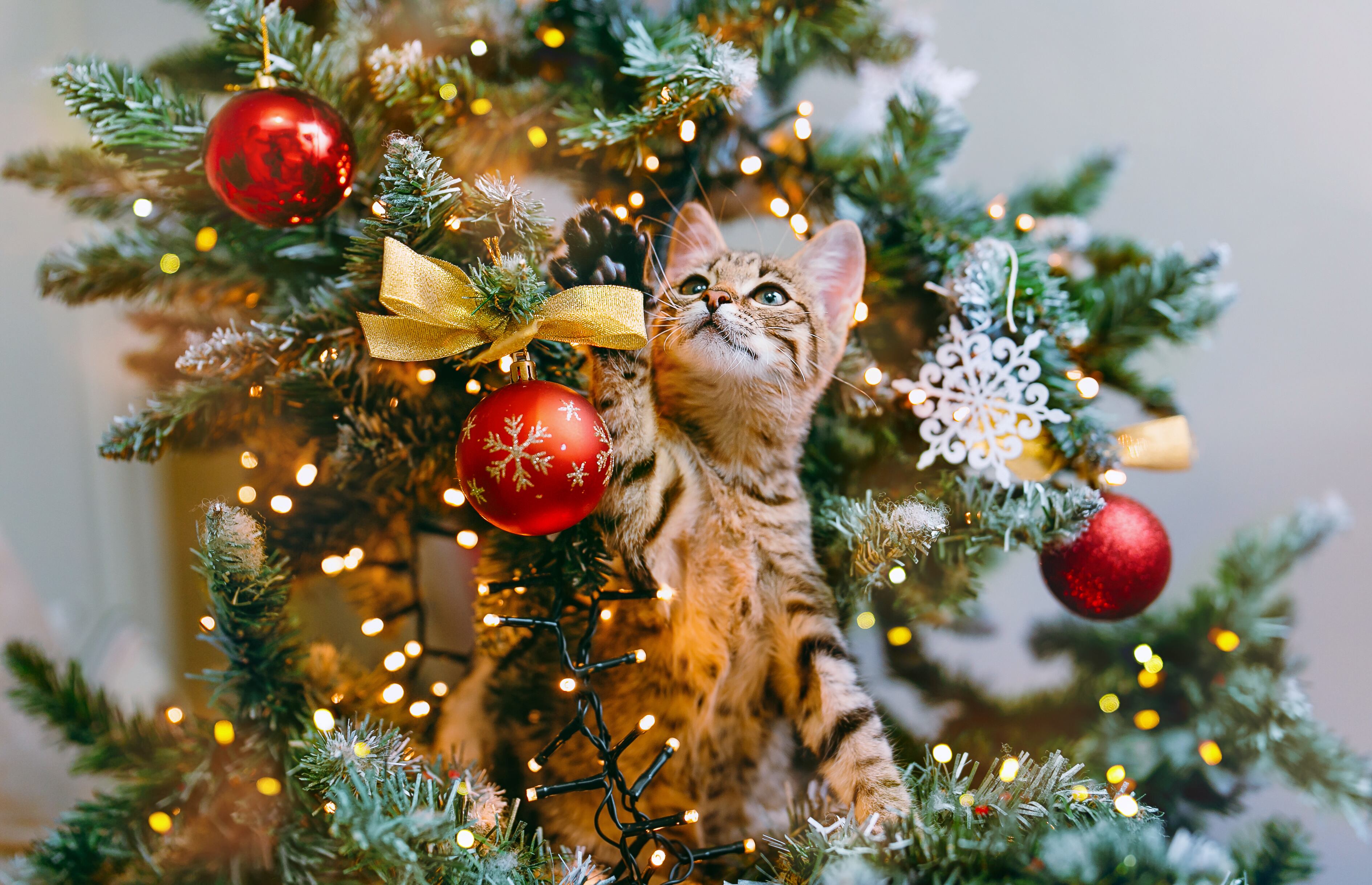 Un gato mira desde las ramas de un árbol de Navidad decorado (Foto vía Getty Images)