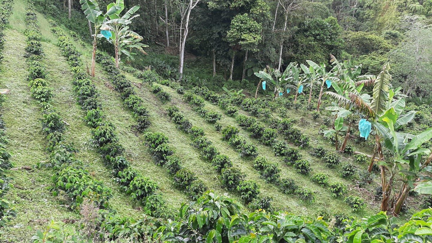 Cultivo de café en Circasia, Quindío. Foto Cortesía Faber Buitrago