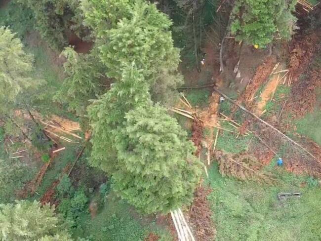 Denuncian tala ilegal en la Loma de Los Balsos