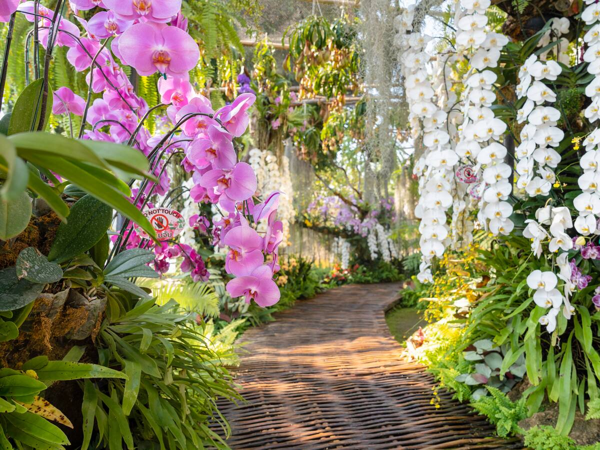 ¿Cuál es el invento que podría dejar de lado a los paneles solares? Viene de la orquídea