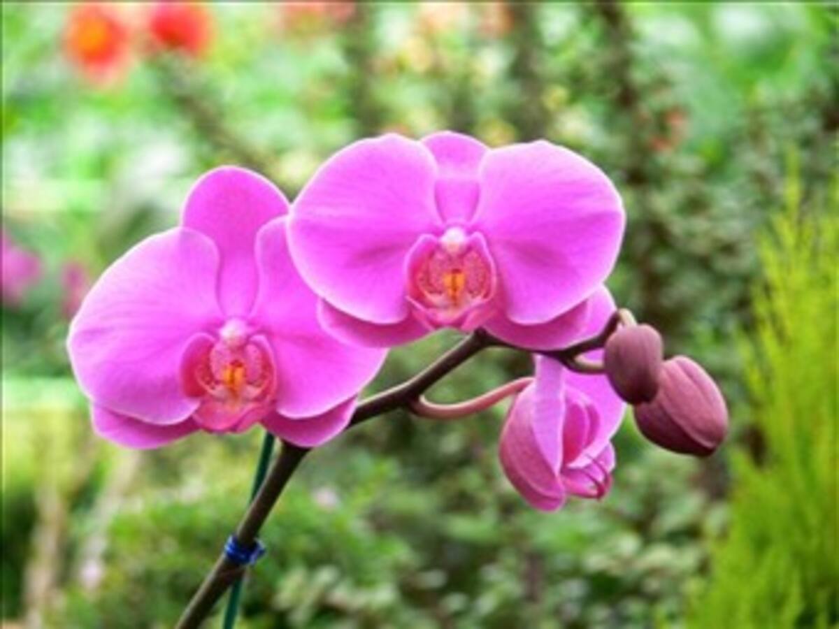 "La terapia floral, es el futuro de la humanidad" Andreas Korte. Esencias florales