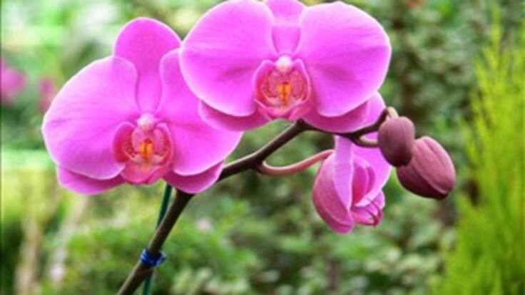 "La terapia floral, es el futuro de la humanidad" Andreas Korte. Esencias florales