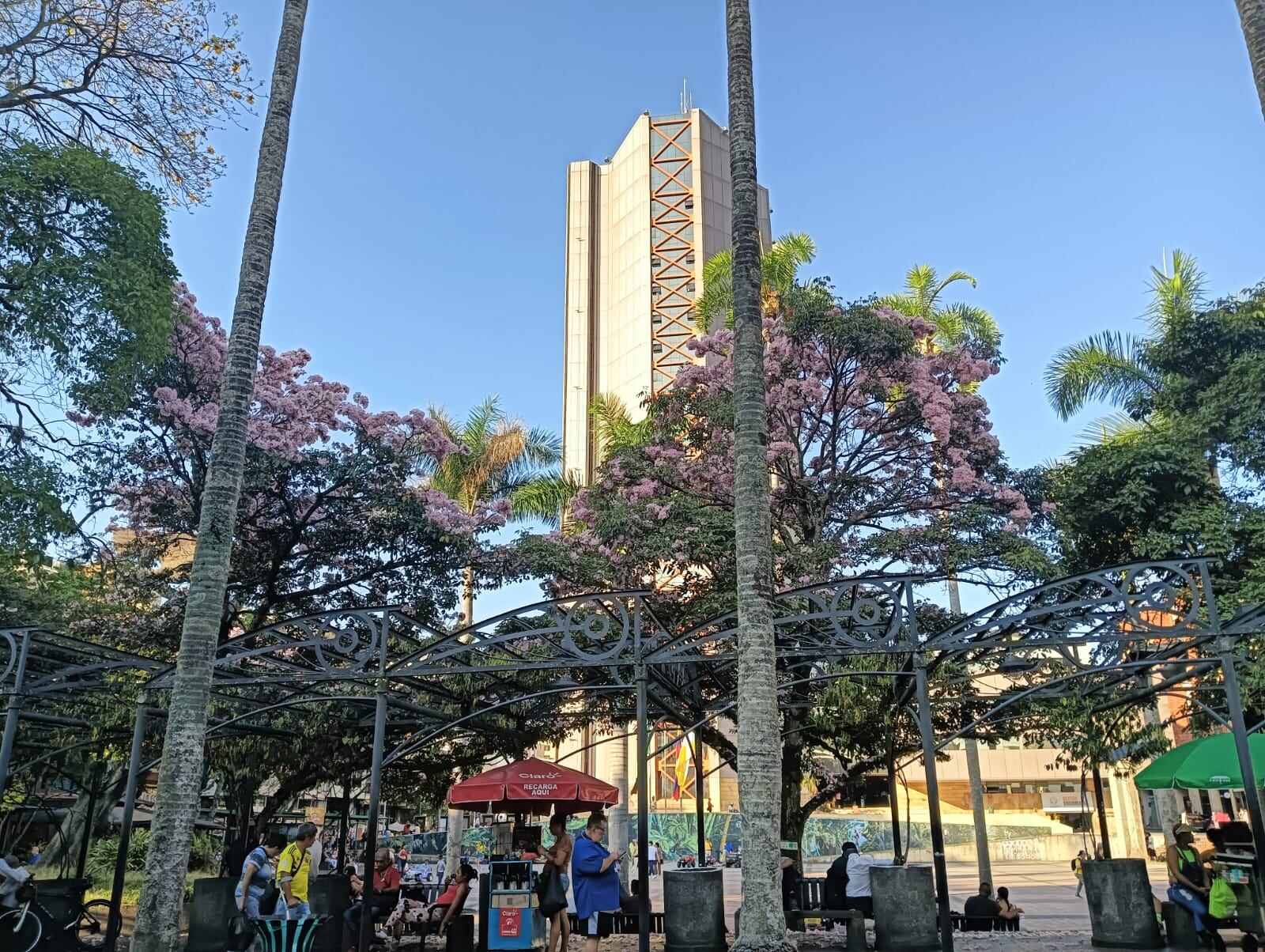 Guayacanes florecidos en la plaza de Bolívar de Armenia. Foto: Adrián Trejos