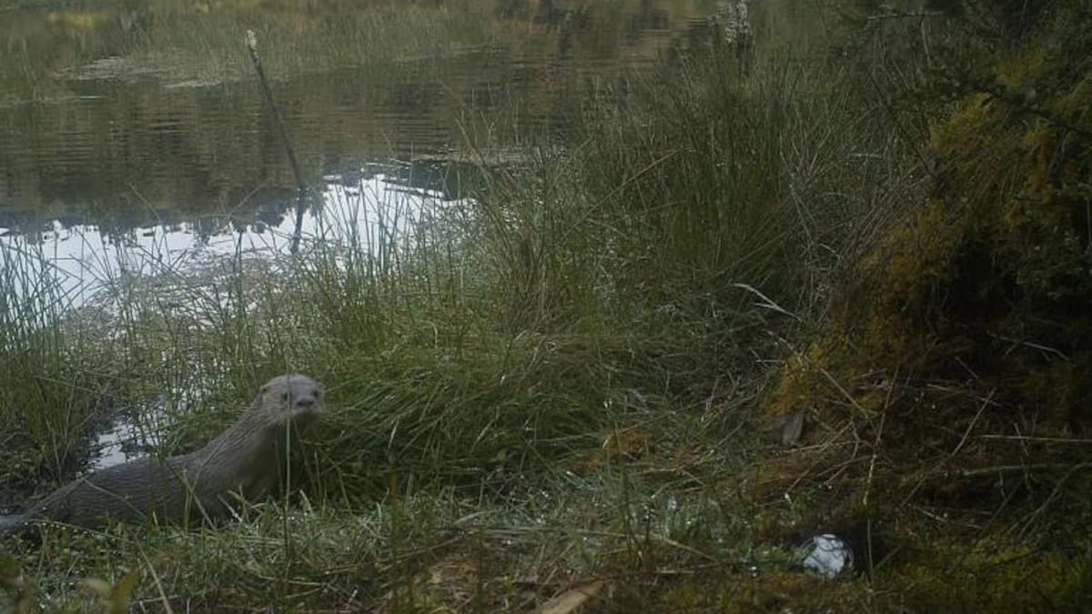 Hallan en Boyacá a la primera Nutria que sobrevive en zona de páramo en Colombia