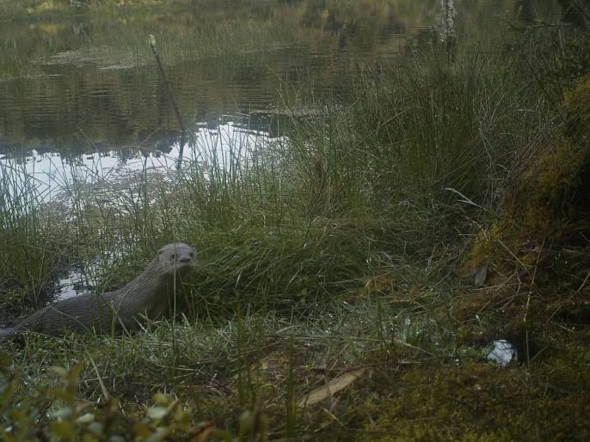 Hallan en Boyacá a la primera Nutria que sobrevive en zona de páramo en Colombia