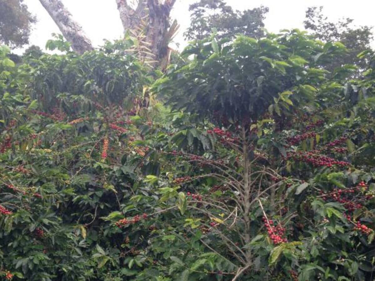 "Los cafeteros seguimos trabajando a pérdidas"