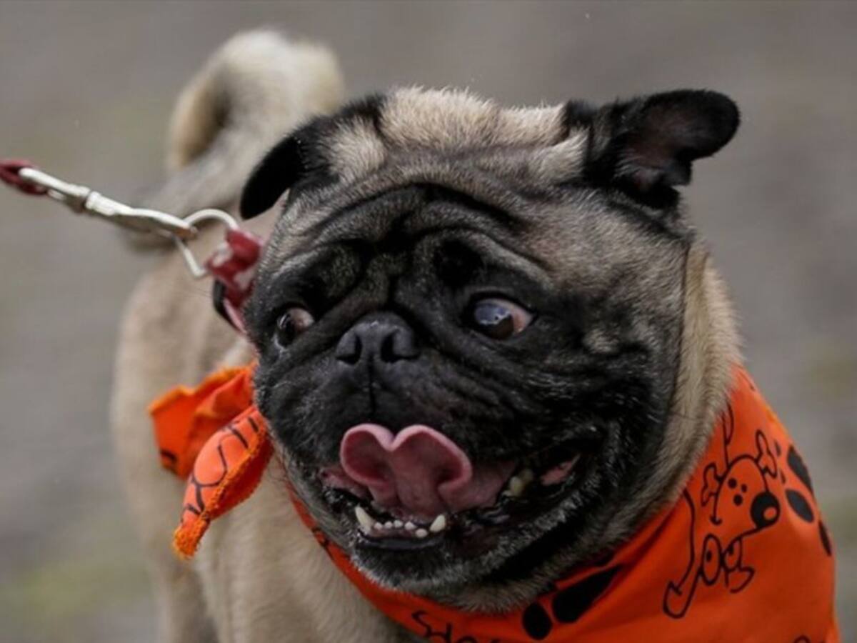 Organizaciones animalistas denuncian abandono de mascotas en Pereira