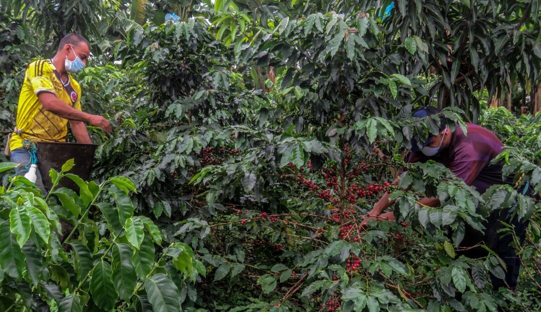 Cultivos de café colombiano
