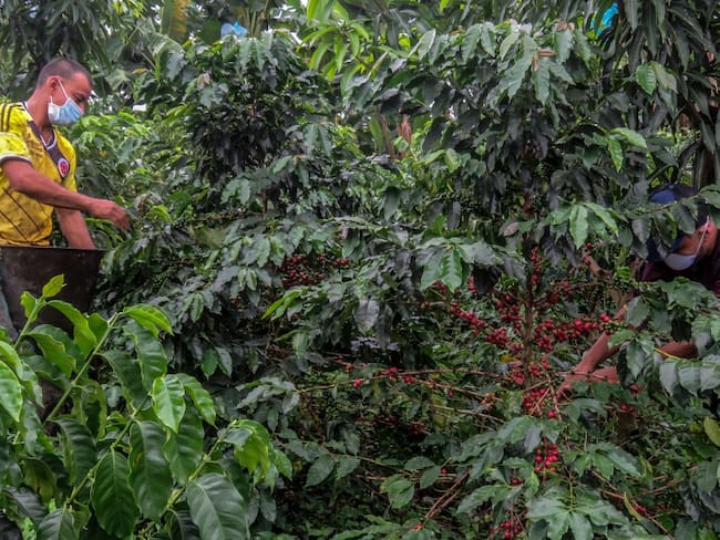 Cultivos de café colombiano