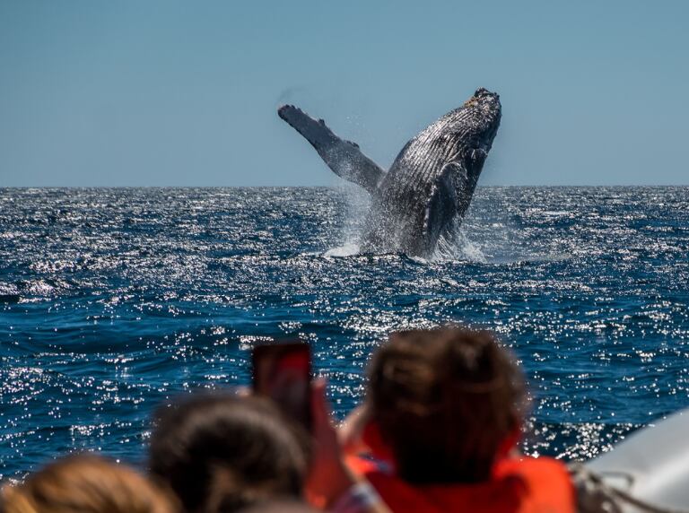Avistamiento de ballenas jorobadas (Getty Images)