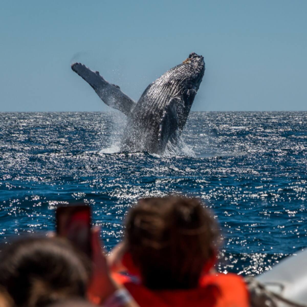 Atento a temporada: ¿cuándo hay avistamiento de ballenas en Colombia? Expertos responden