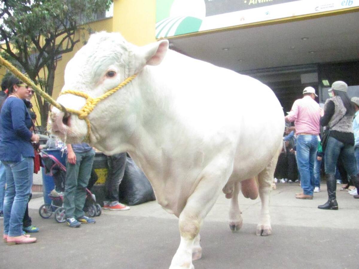 Título de la imagen