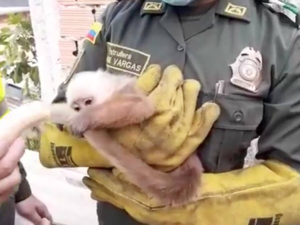 Rescatan a 'mono capuchino' en Bogotá