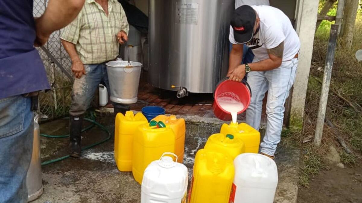 Informe venta de leche en Filandia y mercados campesinos