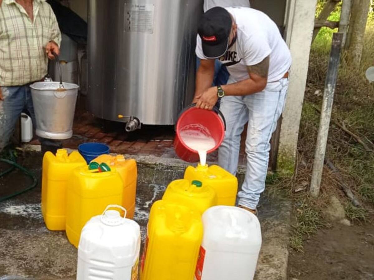 Hoy habrá venta de leche en Filandia a $1.000 el litro