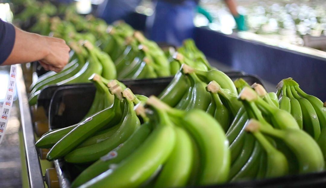Comercialización de banano orgánico y convencional