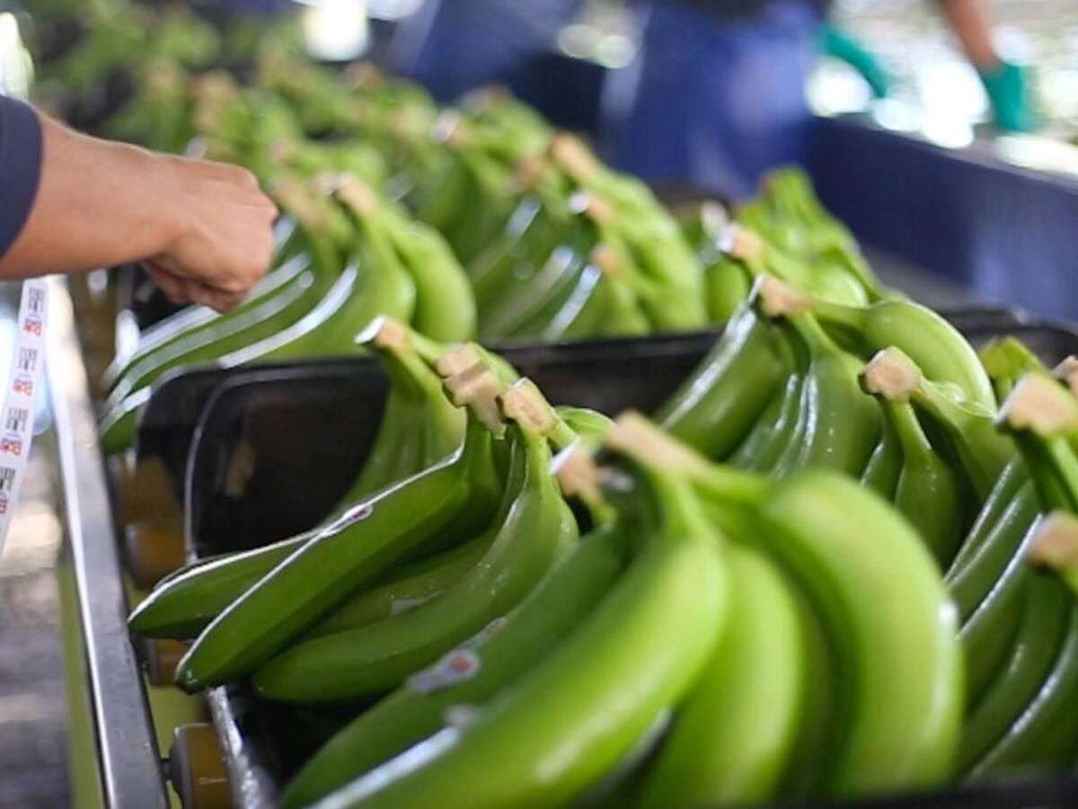 Tecbaco se consolida como la mayor exportadora de banano de la región