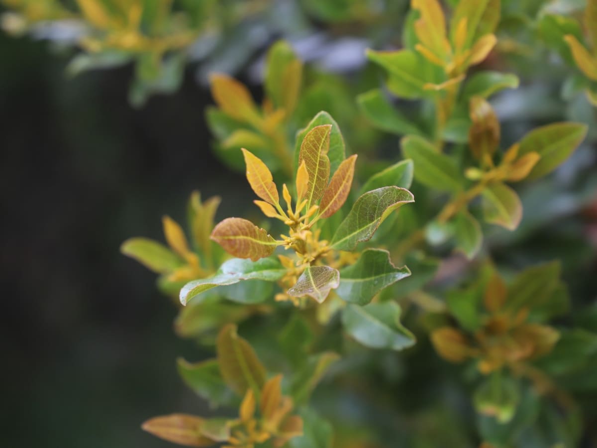Secretaría de Ambiente prohíbe usar el Laurel de cera por festividades religiosas