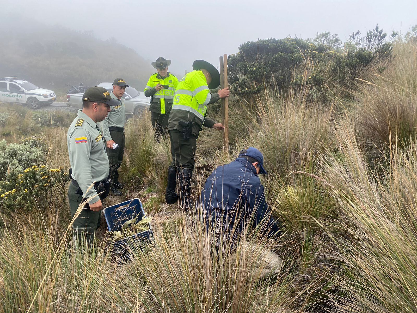 En la zona rural del municipio de Murillo, Tolima, se cumplió la resiembra de frailejones.