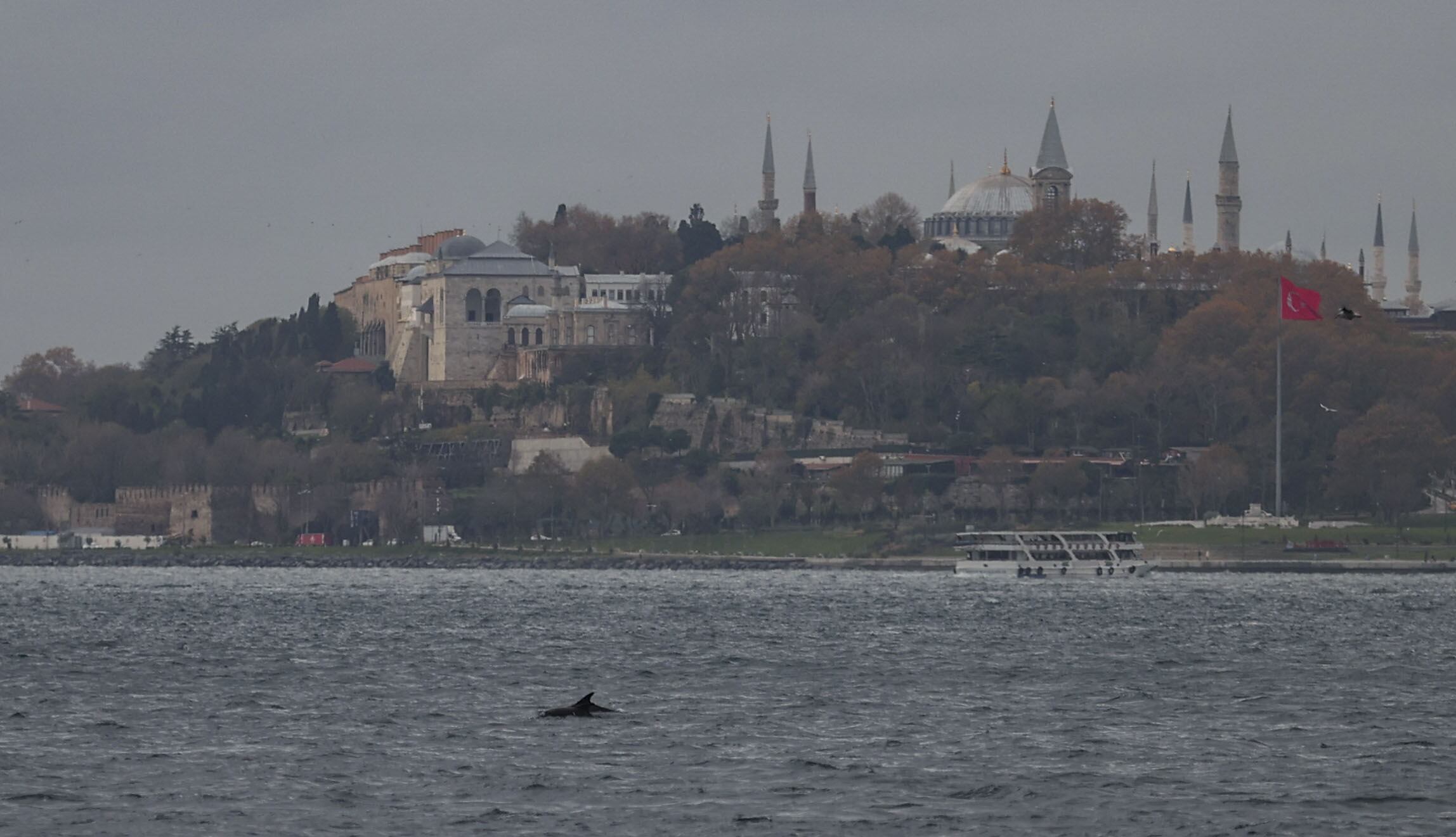 ISTANBUL, TURKIYE - DECEMBER 05: A dolphin swims at the Bosphorus in Istanbul, Turkiye on December 05, 2023. (Photo by Berk Özkan/Anadolu via Getty Images)