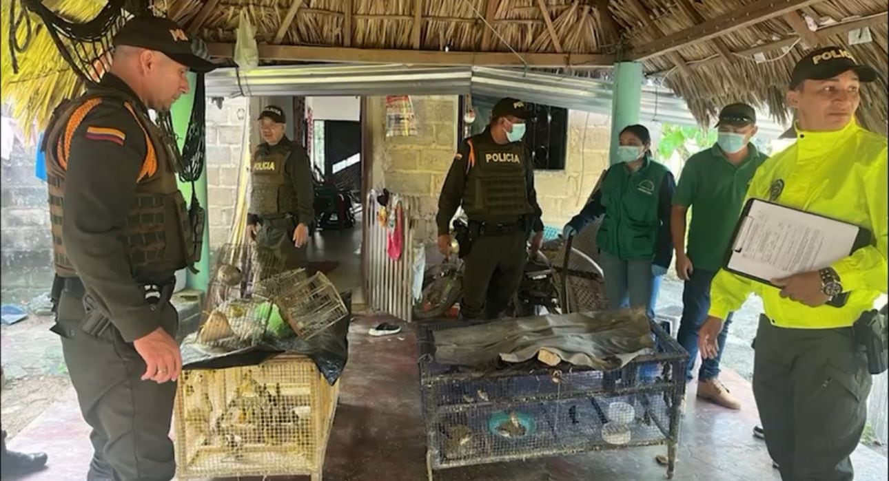 Se han recuperado 9.345 especies de fauna silvestre en lo corrido del año 2026   (Foto: cortesía/ Policía Nacional)