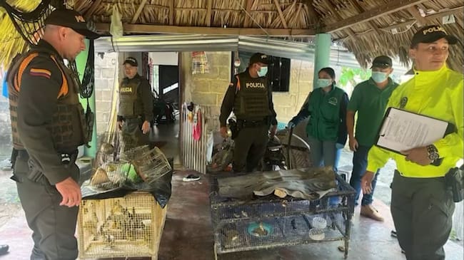 Se han recuperado 9.345 especies de fauna silvestre en lo corrido del año 2026 (Foto: cortesía/ Policía Nacional)