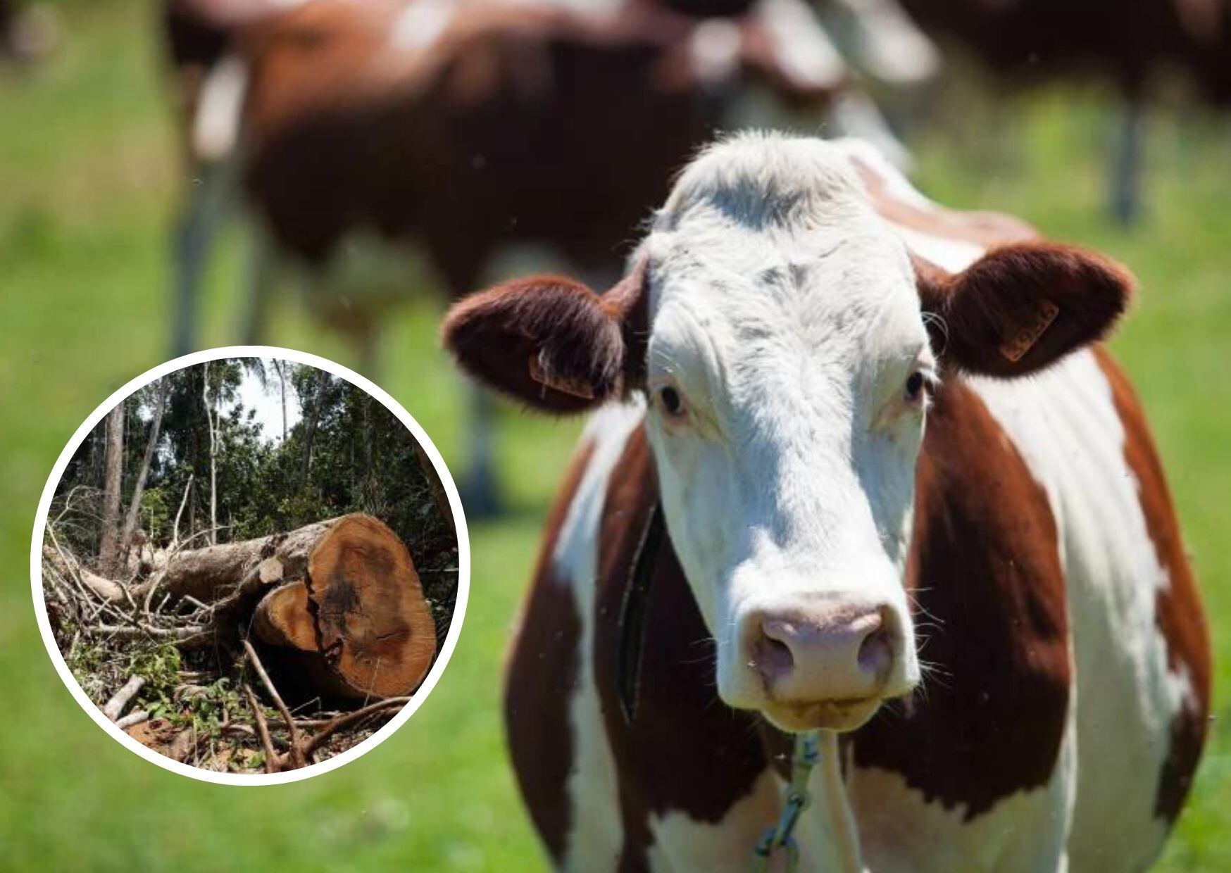 Proyecto de Ley de Trazabilidad de la Carne sin Deforestación se Hunde en el Senado