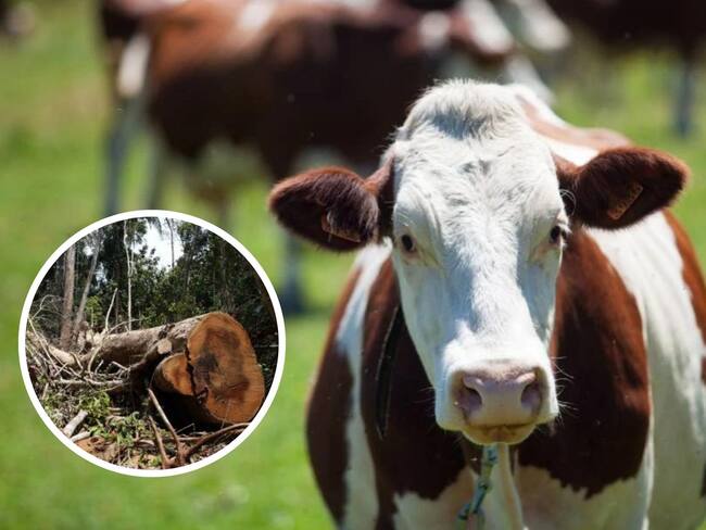 Proyecto de Ley de Trazabilidad de la Carne sin Deforestación se Hunde en el Senado