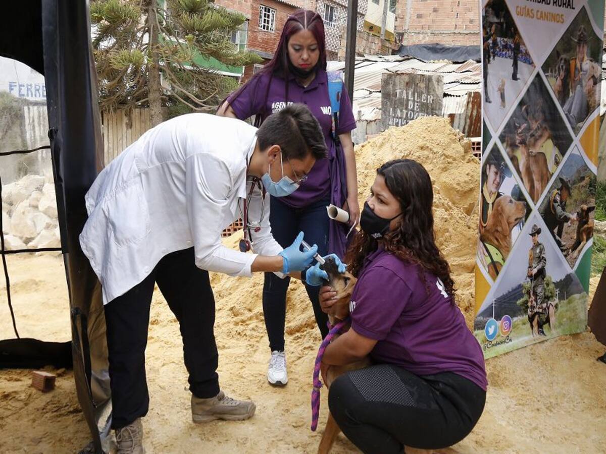 En Montería se inmunizarán a caninos y felinos contra el virus de la rabia