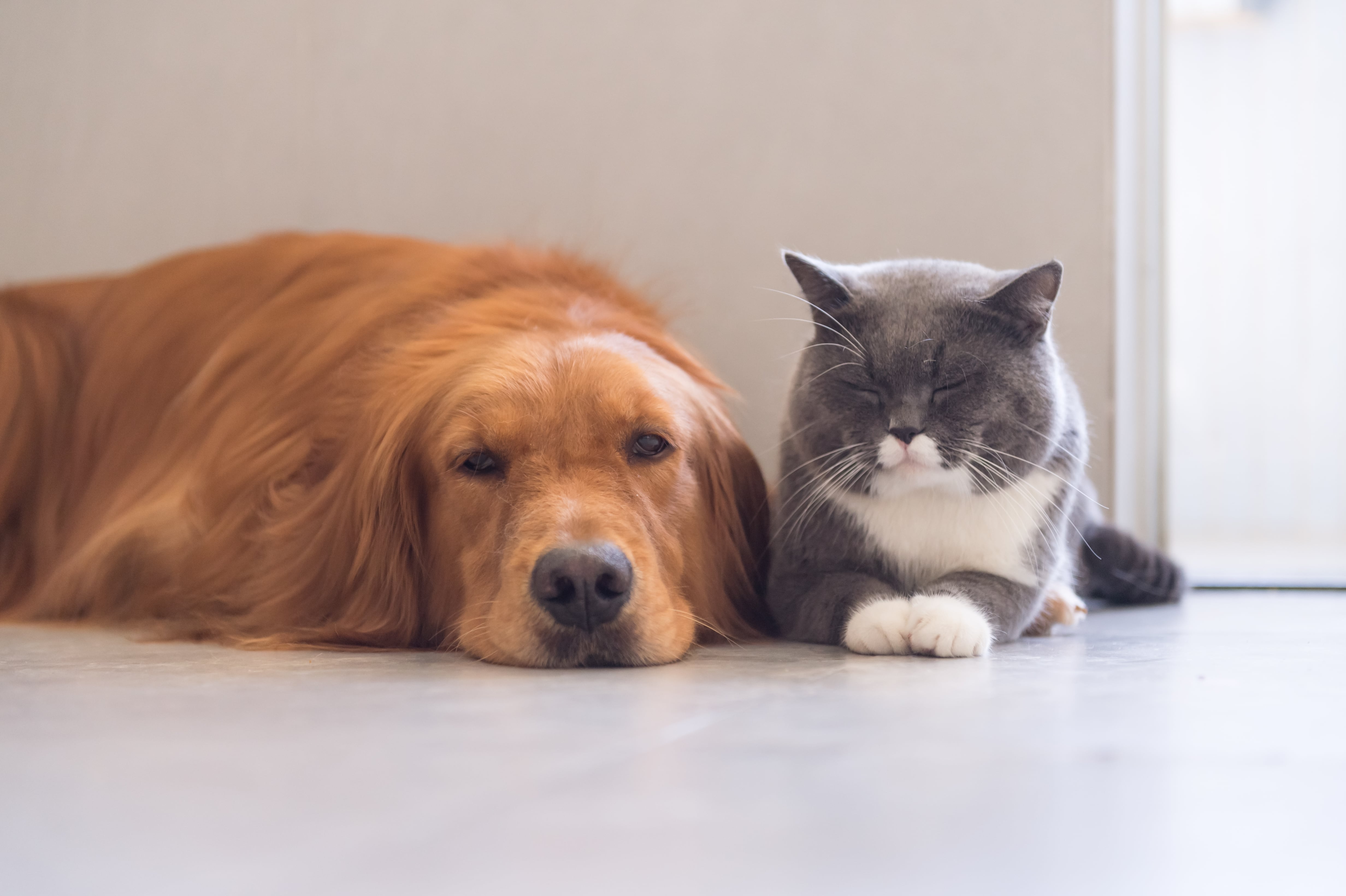 Un perro y un gato acostados uno al lado del otro. (Foto: Getty Images)