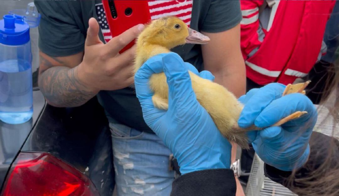 Siguen vendiendo animales vivos en plazas de mercado a pesar de restricciones  