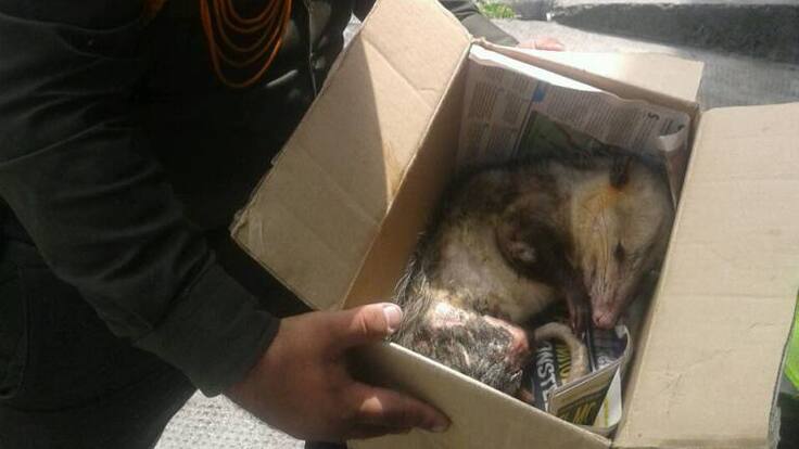 Rescatan animal herido