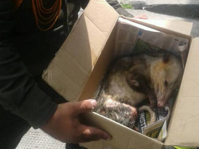 Rescatan animal herido