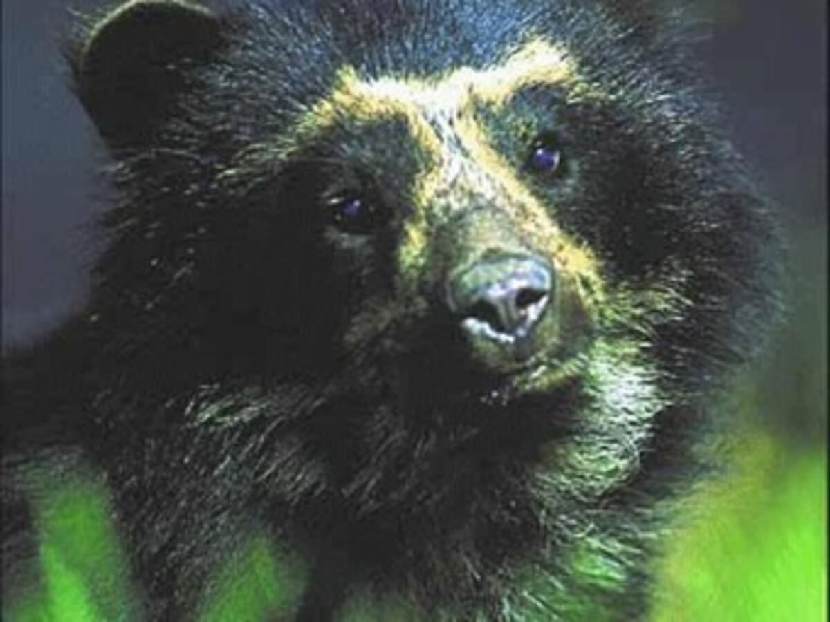 El enigma de los osos de anteojos