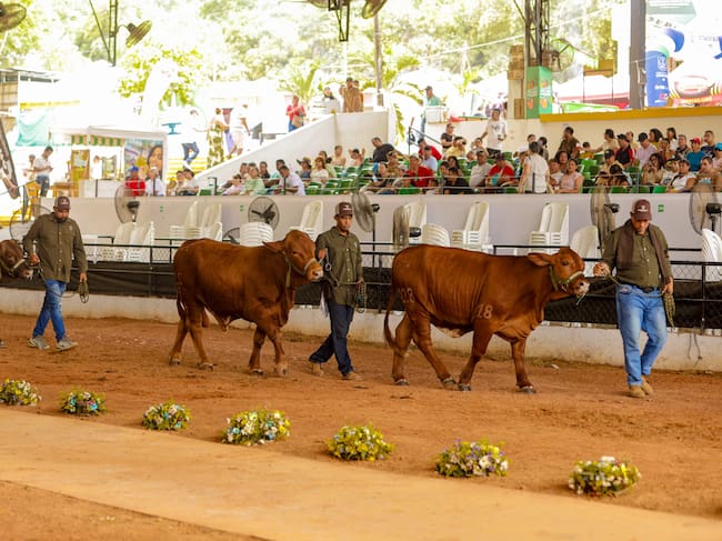 Anuncian fecha para la realización de la Feria Nacional e Internacional de la Ganadería en 2027. Foto: prensa Gobernación de Córdoba.