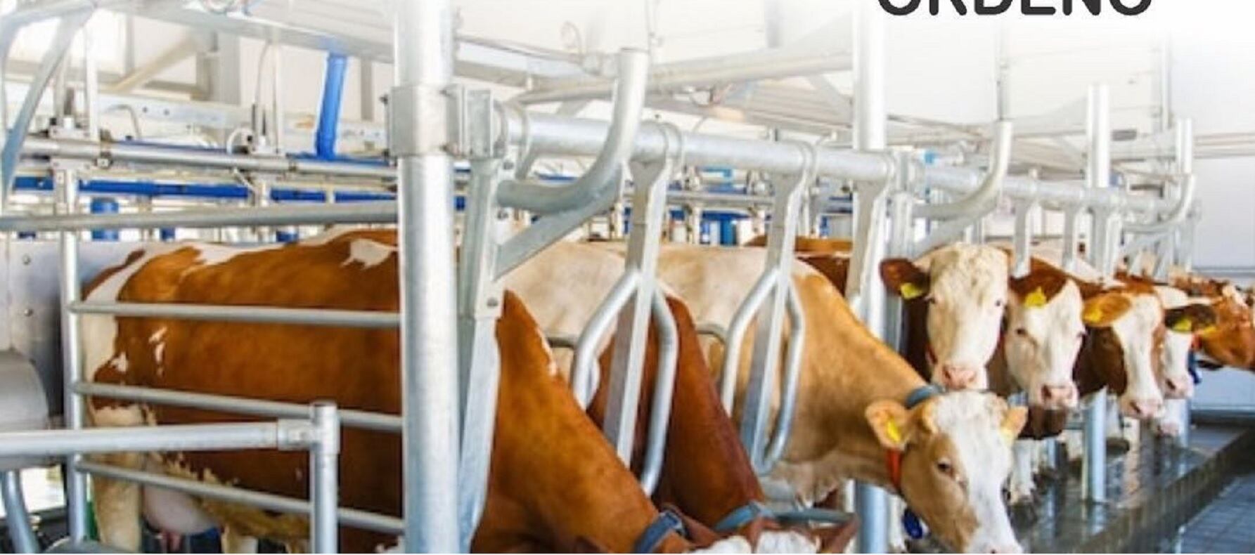 Preocupación por producción de leche en Quindío