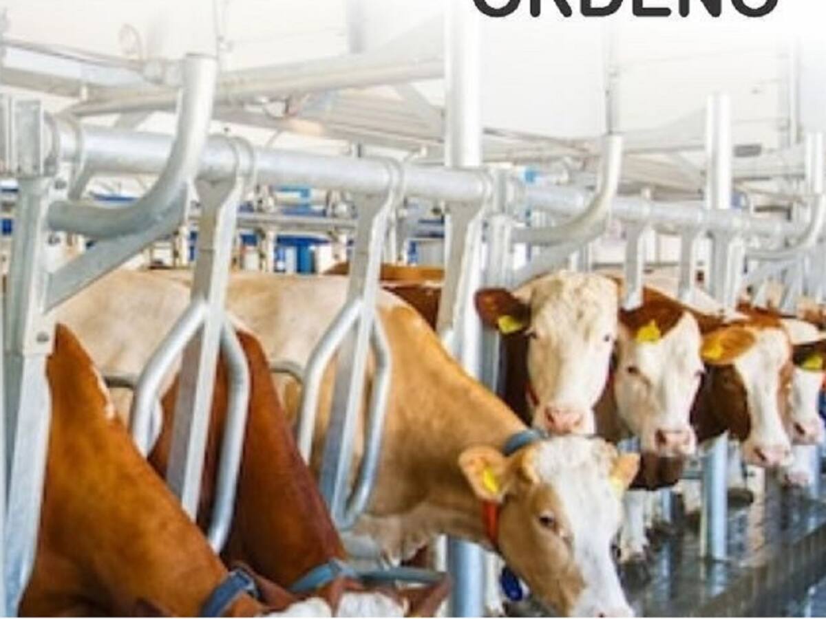 30% Se ha reducido la producción de leche en el Quindío debido a las lluvias