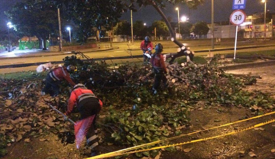 Denuncian nuevas talas de árboles en la avenida 68