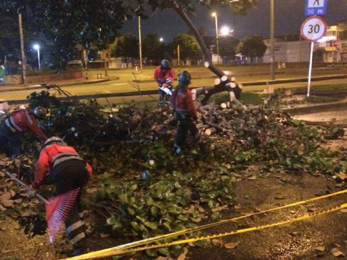 Denuncian nuevas talas de árboles en la avenida 68