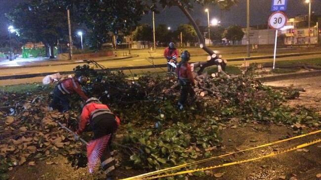Denuncian nuevas talas de árboles en la avenida 68