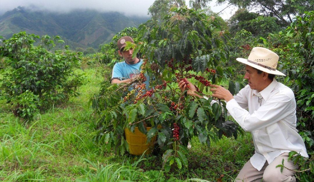 Listo Plan Cafetero en el Huila.