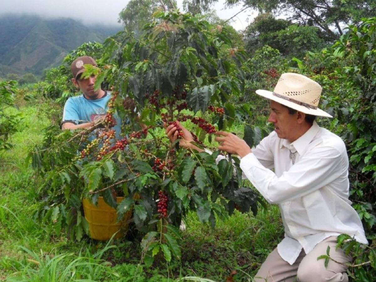 Listo Plan Cafetero en el Huila
