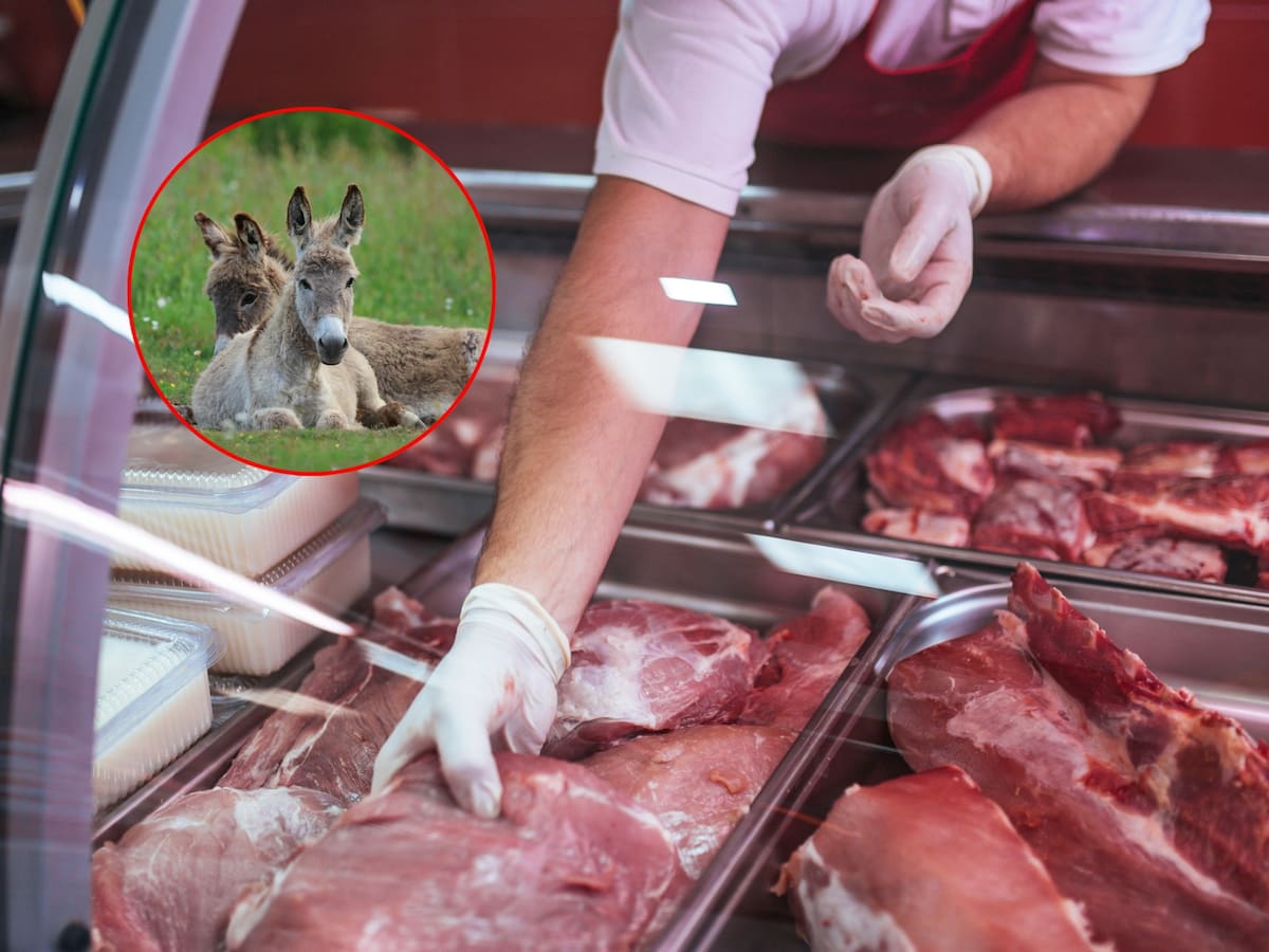 Productor defiende la venta de carne de burro en Argentina: “Es muy similar a la de vaca”