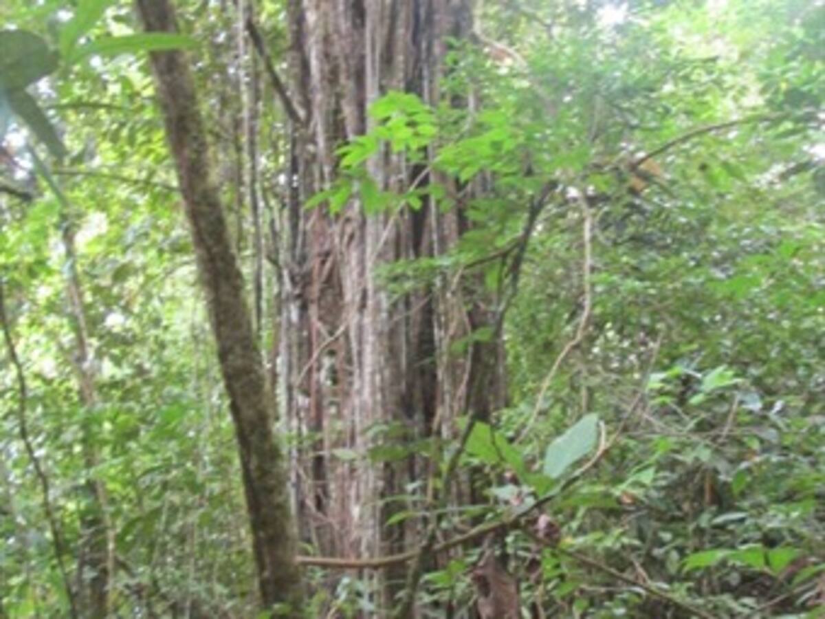 Día mundial del árbol