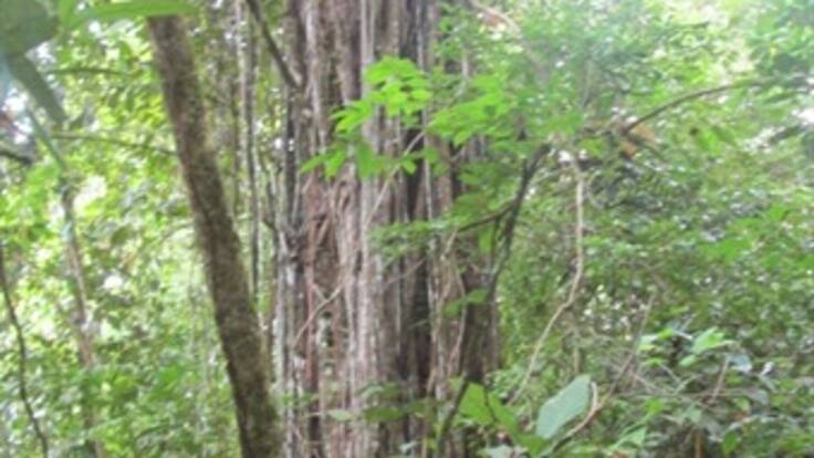 Día mundial del árbol