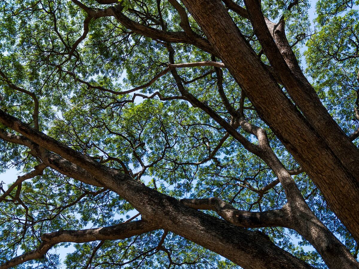 Tres samanes fueron envenenados para abrir paso a una construcción en el norte de Cali