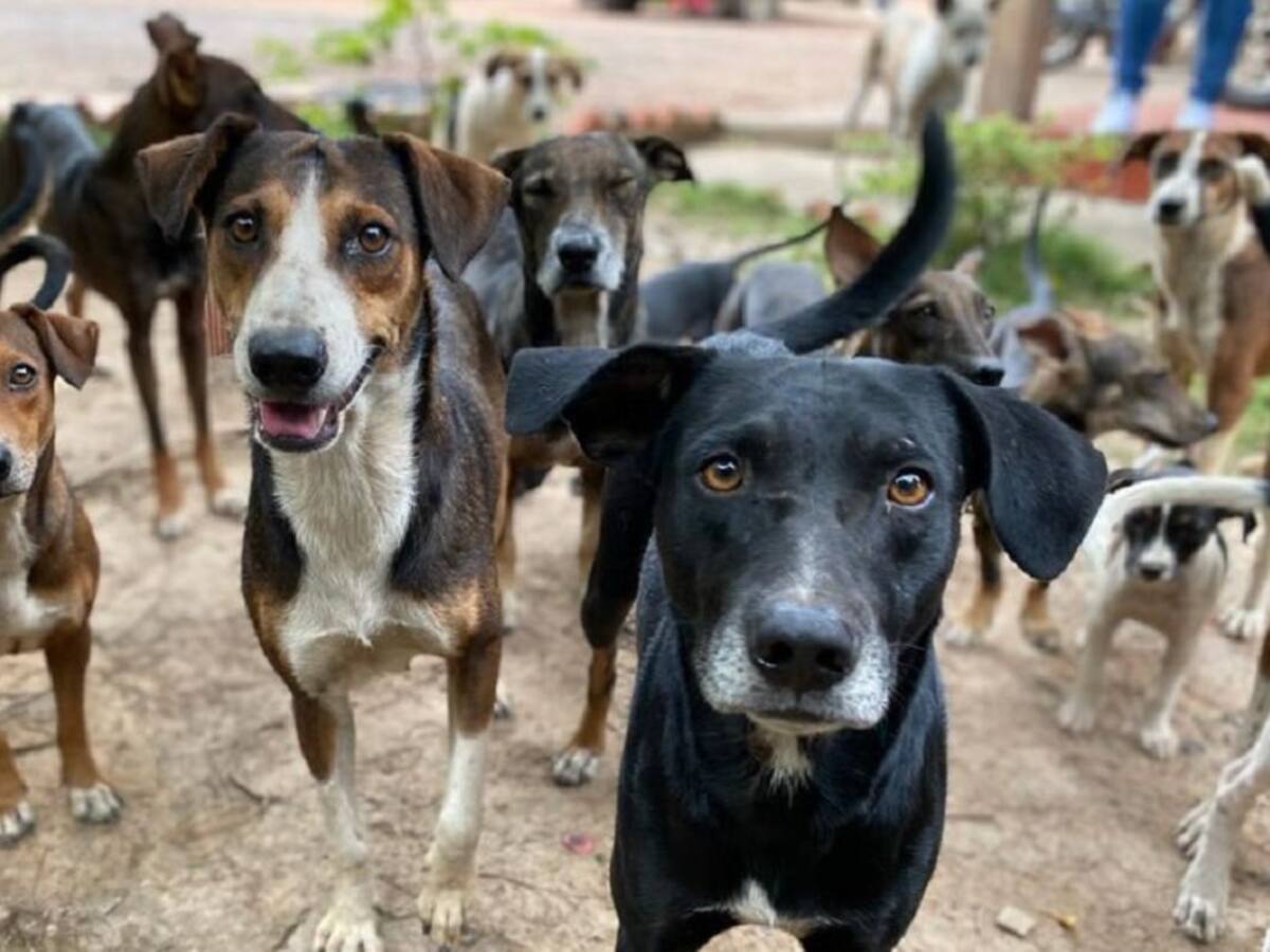 Alcaldía de Cúcuta sigue sin ejecutar recursos de bienestar animal